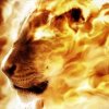 Fire Lion (3).jpg